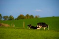 Pretty cows in a Quebec farm in the Canadian coutryside