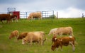 Pretty cows in a Quebec farm