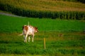 Pretty cows and the cat in a Quebec farm in the Canadian coutryside