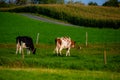 Pretty cows and the cat in a Quebec farm in the Canadian coutryside