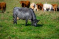 Pretty cows in a Quebec farm