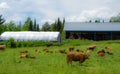 Pretty cows with their calves on the farm