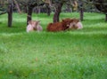 Pretty cows in an undergrowth