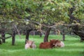 Pretty cows in an undergrowth