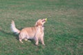 Pretty crazy golden retriver plays and jumps on the grass in the green grass