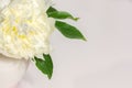 IÃ¢â¬â¢m Pretty Creamy White Peony in a ceramic vase with green leaves on side of a blush pink background Royalty Free Stock Photo