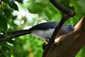 A Pretty Crested Coua Bird Royalty Free Stock Photo