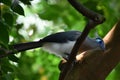 A Pretty Crested Coua Bird Royalty Free Stock Photo