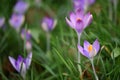 Close up beautiful spring time pink purple crocus flowers with orange pollen on a green garden floral background Royalty Free Stock Photo