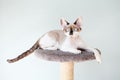 Pretty curious looking bicolor Devon Rex feline is sitting on comfy place to relax - special cats furniture. Blue wall background.