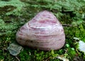 Norwegian Thulite sitting on green moss. Close up.