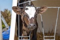 Pretty cute calf looking out of a white plastic calf hutch, on straw and with sunshine