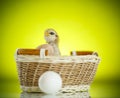 Pretty cute chick in a basket with eggs Royalty Free Stock Photo