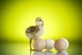 Pretty cute chick with eggs Royalty Free Stock Photo