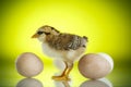 Pretty cute chick with eggs Royalty Free Stock Photo