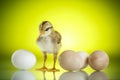 Pretty cute chick with eggs Royalty Free Stock Photo