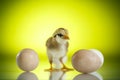 Pretty cute chick with eggs Royalty Free Stock Photo