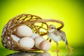 Pretty cute chick with eggs Royalty Free Stock Photo