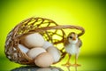 Pretty cute chick with eggs Royalty Free Stock Photo