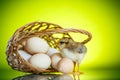 Pretty cute chick with eggs Royalty Free Stock Photo