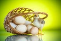 Pretty cute chick with eggs Royalty Free Stock Photo