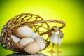 Pretty cute chick with eggs Royalty Free Stock Photo