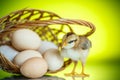 Pretty cute chick with eggs Royalty Free Stock Photo