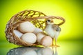 Pretty cute chick with eggs Royalty Free Stock Photo