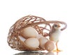 Pretty cute chick with eggs Royalty Free Stock Photo