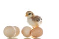 Pretty cute chick with eggs Royalty Free Stock Photo