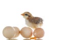 Pretty cute chick with eggs Royalty Free Stock Photo