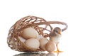 Pretty cute chick with eggs Royalty Free Stock Photo