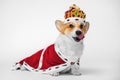 Pretty cute corgi dog licks, wearing red and white royal costume with mantle and crown sits on white background. copy space