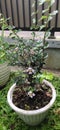 Pretty cute little tiny Bonsai flowers bloom in the morning