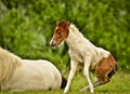 A pretty and cute skewbald foal of an Icelandic horse is trying to get up from the green meadow, very clumsy Royalty Free Stock Photo