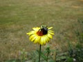 Pretty cute summer yellow flower in a garden, June 2018 Royalty Free Stock Photo