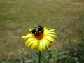 Pretty cute summer yellow flower in a garden, June 2018 Royalty Free Stock Photo