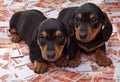 Pretty Dachshund puppy baby dog in studio quality and money