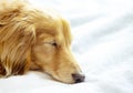 Pretty dachshund sleeps sweetly in a bed on light blue blanket