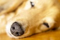 Pretty dachshund sleeps sweetly on the flooring.Close up of the face of the dog