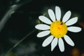 Pretty daisy with a black background