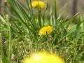 Dandelion Royalty Free Stock Photo