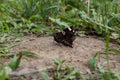 Pretty dark butterfly resting on the ground outdoors Royalty Free Stock Photo