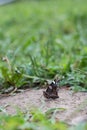 Pretty dark butterfly resting on the ground outdoors Royalty Free Stock Photo