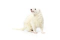 Pretty dark eyed white ferret on white background posing for portrait in studio Royalty Free Stock Photo