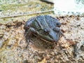 Pretty dark green common toad, horizontal pupil Edge of a pond in Brenne, France