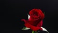 Pretty Dark red rose on black background