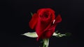 Pretty Dark red rose on black background