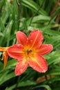 Pretty day lily covered with early morning rain drops tucked into greenery of plants Royalty Free Stock Photo