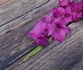 Pretty deep pink gladioli flower and buds lying on wooden table